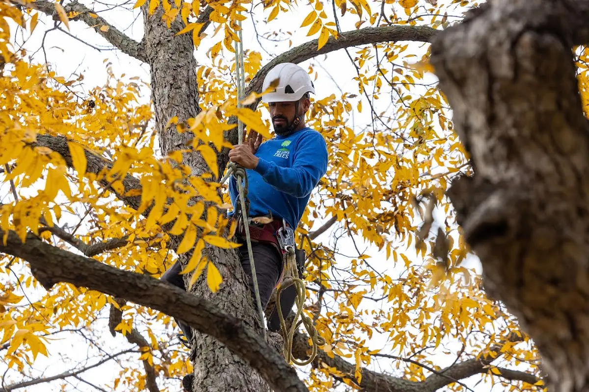 Skilled Tree Transplanting crew working in Milan